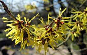 witch hazel